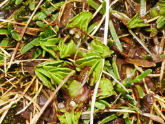 Caltha obtusa