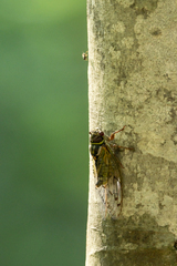 Auritibicen japonicus