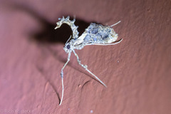 Lineodes