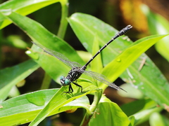 Hemigomphus theischingeri