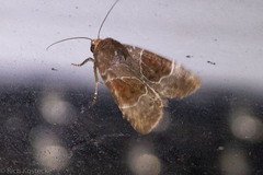 Hampsonodes mastoides