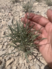 Thelesperma megapotamicum