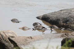 Connochaetes taurinus mearnsi