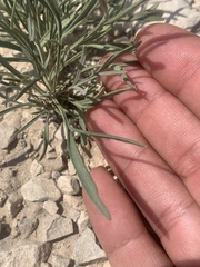 Thelesperma megapotamicum