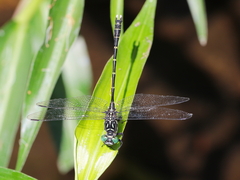 Hemigomphus theischingeri