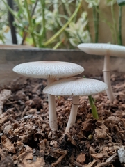 Leucocoprinus