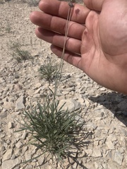 Thelesperma megapotamicum
