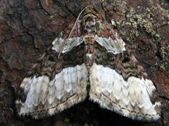 Euphyia intermediata