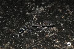 Underwoodisaurus milii