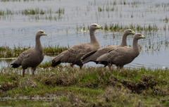 Cereopsis novaehollandiae