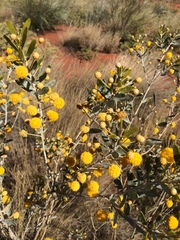 Acacia victoriae