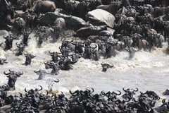 Connochaetes taurinus mearnsi