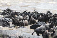 Connochaetes taurinus mearnsi