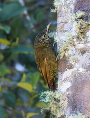 Xiphorhynchus triangularis