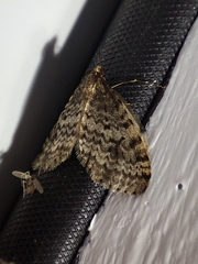 Operophtera occidentalis