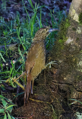 Xiphocolaptes promeropirhynchus