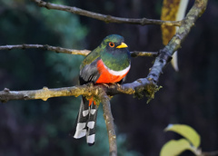 Trogon personatus