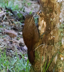 Xiphocolaptes promeropirhynchus