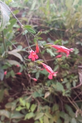 Ruellia angustiflora