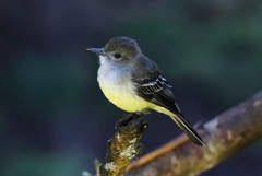 Myiarchus cephalotes