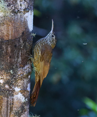 Lepidocolaptes lacrymiger