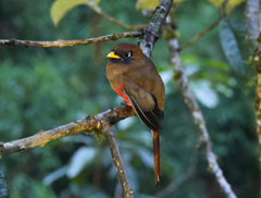Trogon personatus