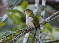 Cyclarhis nigrirostris