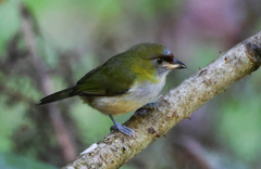 Cyclarhis nigrirostris