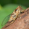 Cassinia Cicada - Photo (c) Joel Poyitt, some rights reserved (CC BY-NC), uploaded by Joel Poyitt