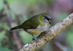 Cyclarhis nigrirostris