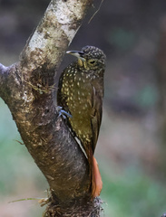 Xiphorhynchus triangularis