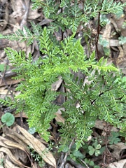 Cheilanthes