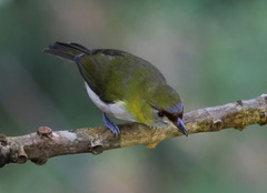 Cyclarhis nigrirostris