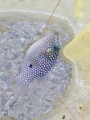 Canthigaster jactator