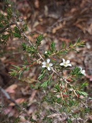 Leptospermum arachnoides