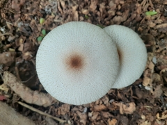 Leucocoprinus