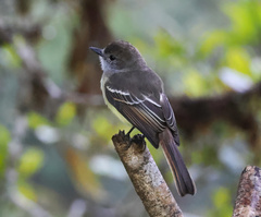Myiarchus cephalotes