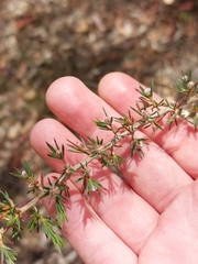 Leptospermum arachnoides