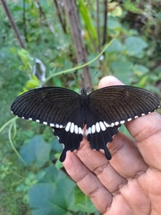 Papilio polytes