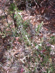 Leptospermum arachnoides