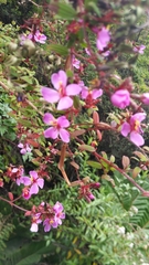 Heterocentron elegans
