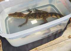 Caiman crocodilus fuscus