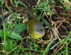 Chlorospingus flavopectus