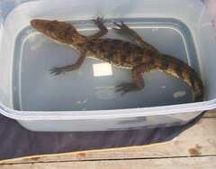 Caiman crocodilus fuscus