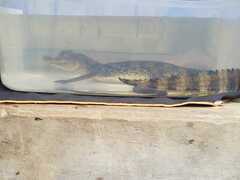 Caiman crocodilus fuscus