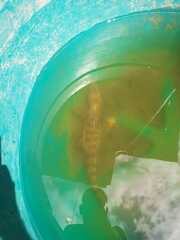 Caiman crocodilus fuscus