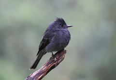 Contopus fumigatus