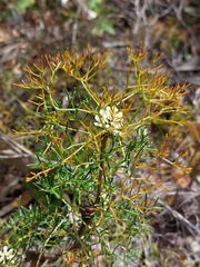 Petrophile sessilis