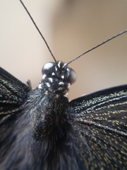 Papilio polytes
