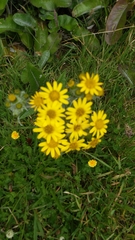 Jacobaea